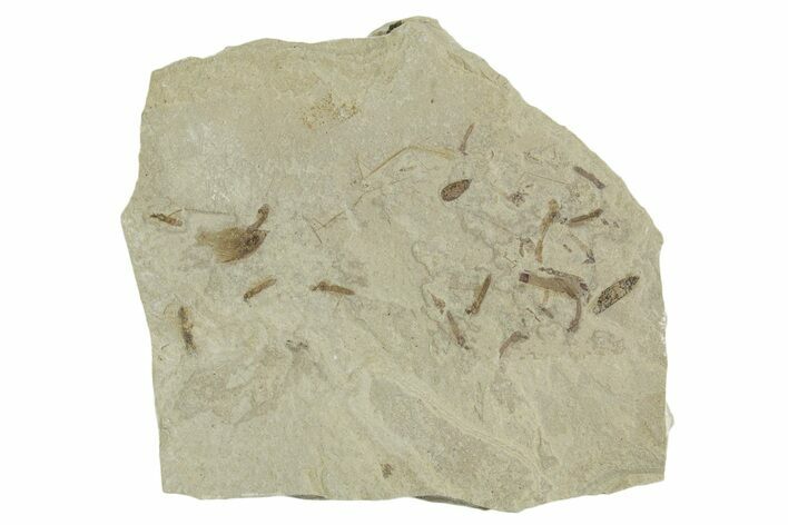 Insect Mortality Plate - Green River Formation, Utah #356621